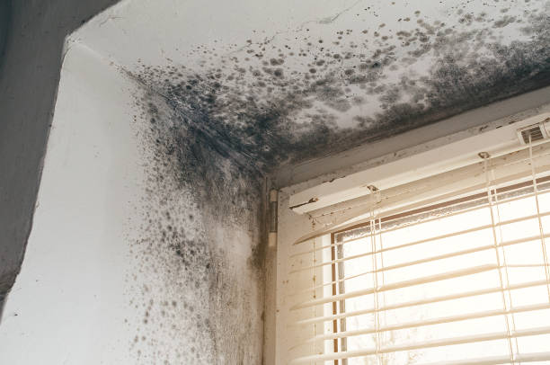 Trusted Mold Inspection service in Frankfort, IL - Cheap Mold Removal