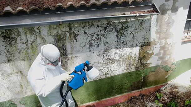 Trusted Mold Testing service in Frankfort, IL - Cheap Mold Removal